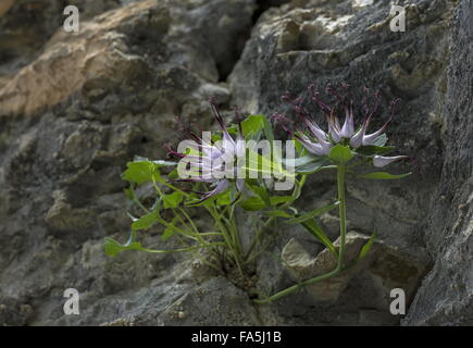 Teufelskralle, Physoplexis Comosa in Blüte auf Dolomit-Felsen, Dolomiten. Stockfoto