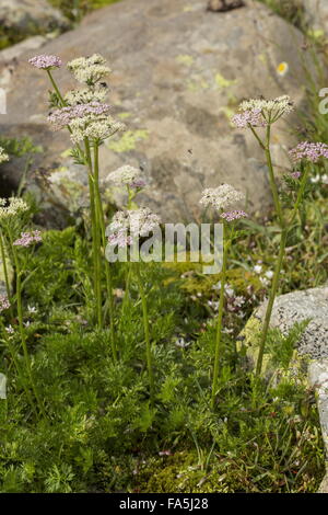 Alpine Liebstöckel, Ligusticum Mutellina, in Blüte, Almen. Stockfoto