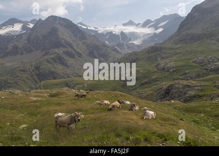 Rinder grasen auf Almen auf der Gavia-Pass, Passo di Gavia, 2621 m, Italien. Stockfoto