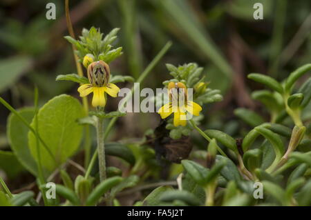 Zwerg-Augentrost, Euphrasia Minima in der Blume in hohen Alm. Italien. Stockfoto