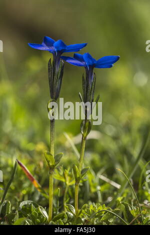 Kurz-leaved Enzian Gentiana Brachyphylla in hohen alpinen Rasen, Schweizer Alpen. Stockfoto