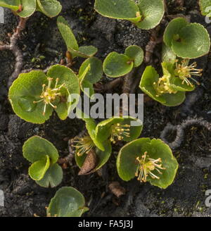 Zwerg-Weide, Salix Herbacea mit männlichen Blüten in großer Höhe. Alpen. Stockfoto