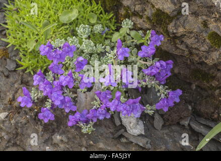 Alpen-Leinkraut, Linaria Alpina SSP. Alpina in Blüte auf großer Höhe Geröll, Schweizer Alpen. Stockfoto