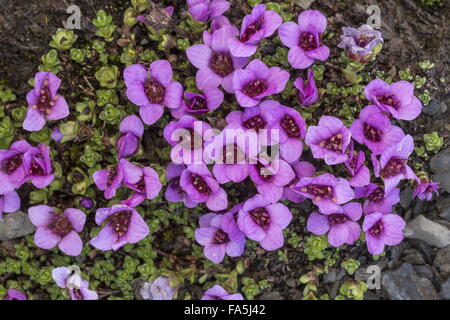 Lila Steinbrech, Saxifraga Oppositifolia in Blüte in großer Höhe, bald nach der Schneeschmelze. Stockfoto