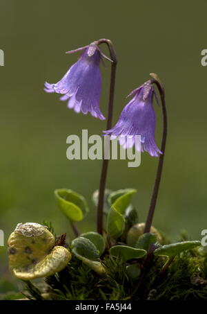 Zwerg Snowbell, Soldanella Pusilla Blüte in hohen Alm, Schweizer Alpen. Stockfoto