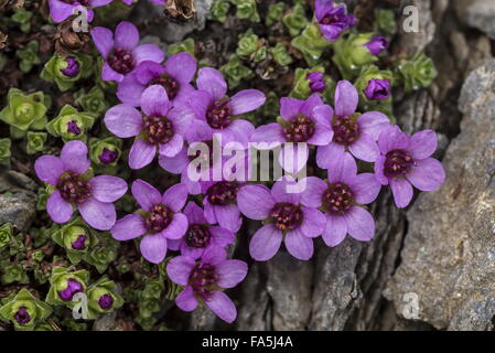 Lila Steinbrech, Saxifraga Oppositifolia in Blüte in großer Höhe, bald nach der Schneeschmelze. Stockfoto