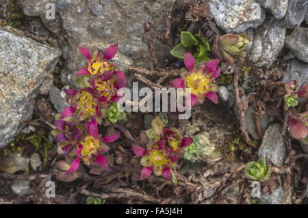 Zwei Blumen lila Steinbrech, Saxifraga Biflora SSP. Biflora in Blüte auf hohe Geröll, Schweizer Alpen. Stockfoto