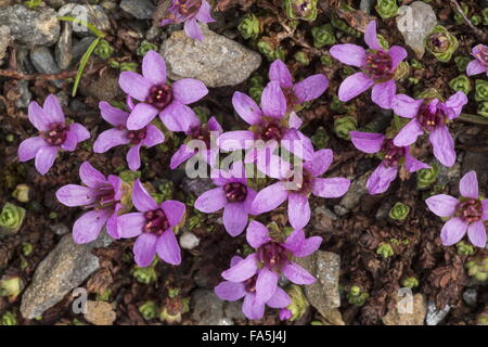 Lila Steinbrech, Saxifraga Oppositifolia in Blüte in großer Höhe, bald nach der Schneeschmelze. Stockfoto