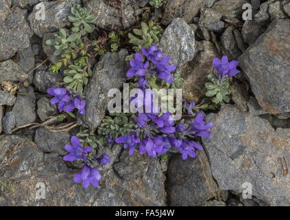 Alpen-Leinkraut, Linaria Alpina SSP. Alpina in Blüte auf großer Höhe Geröll, Schweizer Alpen. Stockfoto