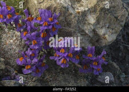 Alpen-Leinkraut, Linaria Alpina SSP. Alpina in Blüte auf großer Höhe Geröll, Schweizer Alpen. Stockfoto