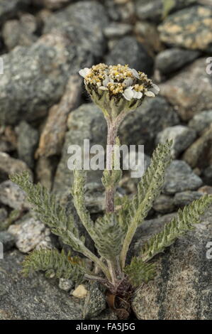 Zwerg-Schafgarbe, Achillea Nana blüht in großer Höhe auf das Matterhorn, Italien. Stockfoto