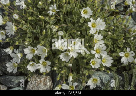 Gletscher Hornkraut, Cerastium Uniflorum in großer Höhe auf Acid Rock, italienischen Alpen. Stockfoto