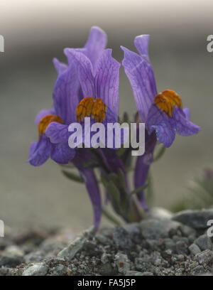 Alpen-Leinkraut, Linaria Alpina SSP. Alpina in Blüte auf großer Höhe Geröll, Schweizer Alpen. Stockfoto