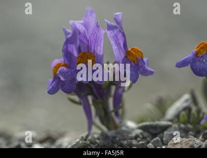 Alpen-Leinkraut, Linaria Alpina SSP. Alpina in Blüte auf großer Höhe Geröll, Schweizer Alpen. Stockfoto