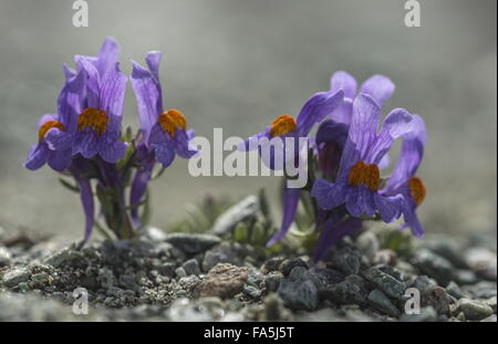 Alpen-Leinkraut, Linaria Alpina SSP. Alpina in Blüte auf großer Höhe Geröll, Schweizer Alpen. Stockfoto