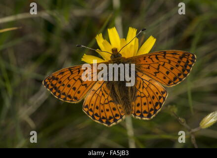 Schäfers Fritillary verblasst Boloria auf Hawkbit auf 2500 m an den Hängen des Matterhorns. Stockfoto