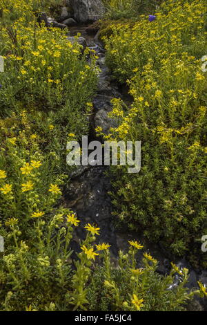 Gelber Steinbrech, Saxifraga Aizoides auf Seiten der Gebirgsbach, italienischen Alpen wächst. Stockfoto