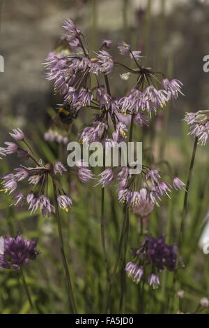 Nicken Zwiebel, Allium Cernuum in Blume im Garten; aus Nordamerika. Stockfoto