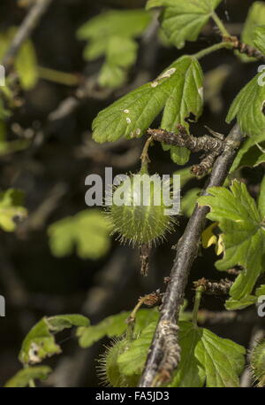 Reife wilde Stachelbeere Ribes Uva-Crispa Obst Stockfoto