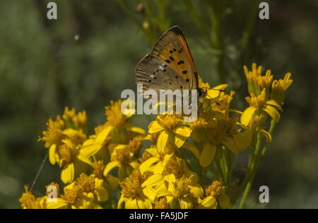 Weibliche knappen Kupfer Kreuzkraut Blumen, Italien zu besuchen. Stockfoto