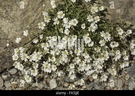 Ein Berg-Formular Feld Vogelmiere, Cerastium Arvense Ssp Strictum, Italienische Alpen. Stockfoto