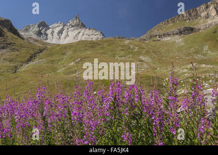 Weidenröschen oder Rosebay Weidenröschen in Blüte, mit L'aiguille du Dôme jenseits; La Grande Sassiere Tal, Rand der Vanoise Stockfoto