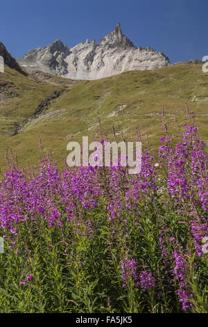 Weidenröschen oder Rosebay Weidenröschen in Blüte, mit L'aiguille du Dôme jenseits; La Grande Sassiere Tal, Rand des Vanoise Nationa Stockfoto