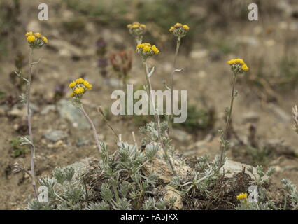 Gletscher Wermut, Artemisia Cyclopoida in Blüte, hoch in den italienischen Alpen. Stockfoto