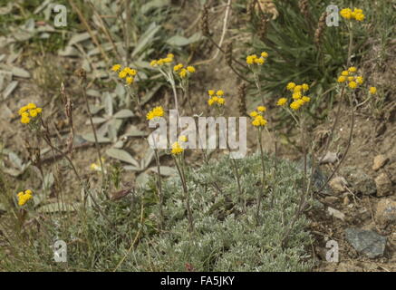 Gletscher Wermut, Artemisia Cyclopoida in Blüte, hoch in den italienischen Alpen. Stockfoto