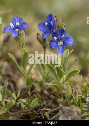 Felsen-Ehrenpreis, Veronica Fruticans, blüht in großer Höhe auf Acid Rock. Stockfoto