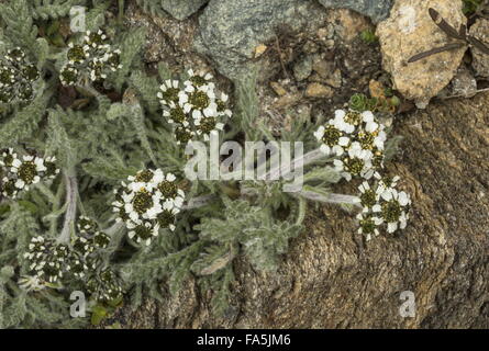 Zwerg-Schafgarbe, Achillea Nana blüht in großer Höhe auf das Matterhorn, Italien. Stockfoto