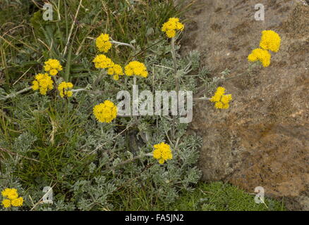 Gletscher Wermut, Artemisia Cyclopoida in Blüte, hoch in den italienischen Alpen. Stockfoto