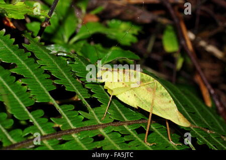 Blatt-Mimic Grashuepfer am Blatt. Costa Rica, Monteverde Stockfoto