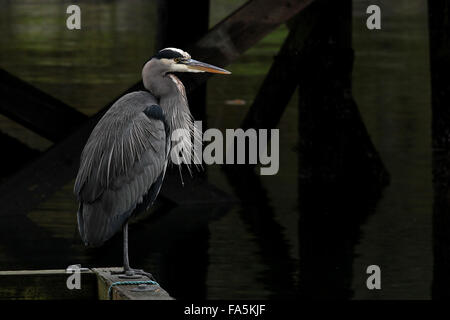 Heron auf ein Dock auf Quadra Island, Britisch-Kolumbien, Kanada Stockfoto