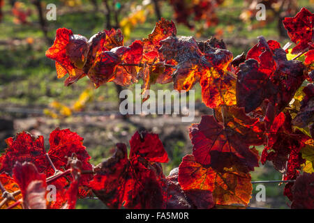 Weinreben im Herbst auf Ram Gate Winery und Weinberge, Sonoma, Kalifornien, USA Stockfoto