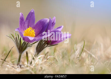 Common Pasque Flowers / Europäische Küchenschelle (Pulsatilla Vulgaris) wächst auf kalkhaltigen nährstoffarme Wiese. Stockfoto