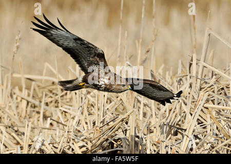 Mäusebussard / Maeusebussard (Buteo Buteo) im gleiten Flug über trockene Schilfflächen. Stockfoto