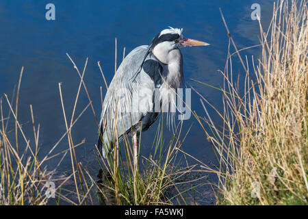 Graue Reiher (Ardea Cinerea), Richmond Park, Richmond, London, England, Vereinigtes Königreich Stockfoto