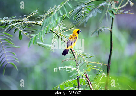 Goldene Webervogel Stockfoto