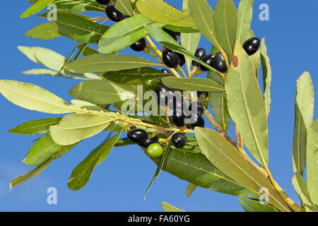 Lorbeerbaum, Sweet Bay, Obst, Lorbeerbaum, Lorbeerblätter, Lorbeer-Baum, Lorbeer, Frucht, Früchte, Lorbeerblatt, Laurus Nobilis Stockfoto