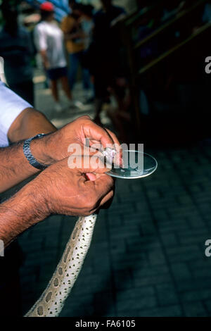 Melken einer Kobra Schlange zu Venom, Schlangenfarm des Institut Pasteur, Bangkok, Thailand Stockfoto