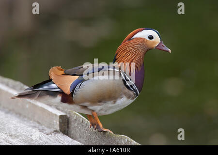 Mandarinente, Männlich, Mandarinente, Mandarinenente, Mandarinen-Ente, Männchen, Erpel, Aix Galericulata, Dendronessa Galericulata Stockfoto