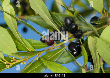 Lorbeerbaum, Sweet Bay, Obst, Lorbeerbaum, Lorbeerblätter, Lorbeer-Baum, Lorbeer, Frucht, Früchte, Lorbeerblatt, Laurus Nobilis Stockfoto