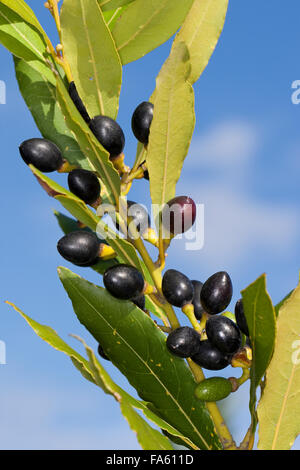 Lorbeerbaum, Sweet Bay, Obst, Lorbeerbaum, Lorbeerblätter, Lorbeer-Baum, Lorbeer, Frucht, Früchte, Lorbeerblatt, Laurus Nobilis Stockfoto