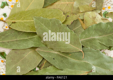 Lorbeerbaum, Sweet Bay, Lorbeerbaum, Lorbeerblätter, Lorbeer-Baum, Echter Lorbeer, Edel-Lorbeer, Lorbeerblatt, Laurus nobilis Stockfoto