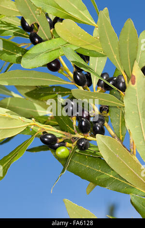 Lorbeerbaum, Sweet Bay, Obst, Lorbeerbaum, Lorbeerblätter, Lorbeer-Baum, Lorbeer, Frucht, Früchte, Lorbeerblatt, Laurus Nobilis Stockfoto