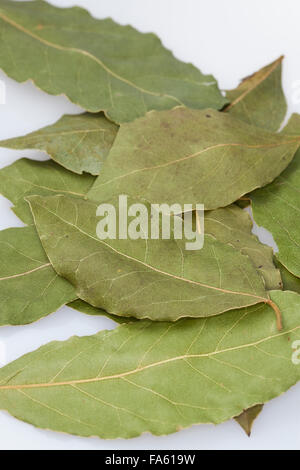 Lorbeerbaum, Sweet Bay, Lorbeerbaum, Lorbeerblätter, Lorbeer-Baum, Echter Lorbeer, Edel-Lorbeer, Lorbeerblatt, Laurus nobilis Stockfoto