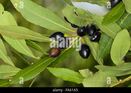 Lorbeerbaum, Sweet Bay, Obst, Lorbeerbaum, Lorbeerblätter, Lorbeer-Baum, Lorbeer, Frucht, Früchte, Lorbeerblatt, Laurus Nobilis Stockfoto