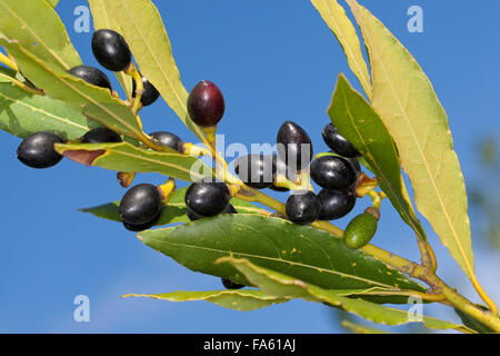 Lorbeerbaum, Sweet Bay, Obst, Lorbeerbaum, Lorbeerblätter, Lorbeer-Baum, Lorbeer, Frucht, Früchte, Lorbeerblatt, Laurus Nobilis Stockfoto