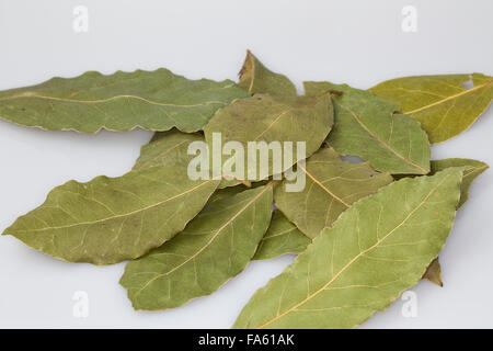 Lorbeerbaum, Sweet Bay, Lorbeerbaum, Lorbeerblätter, Lorbeer-Baum, Echter Lorbeer, Edel-Lorbeer, Lorbeerblatt, Laurus nobilis Stockfoto